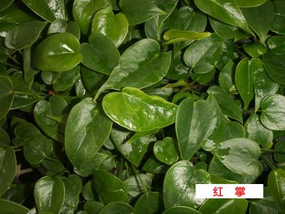 红掌