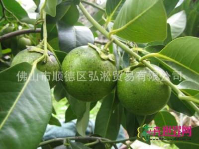 黑柿种子