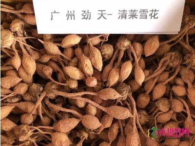 姜荷花