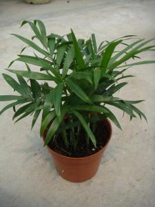 其它观叶植物