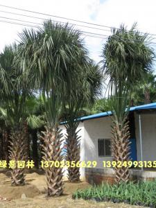 沙巴榈