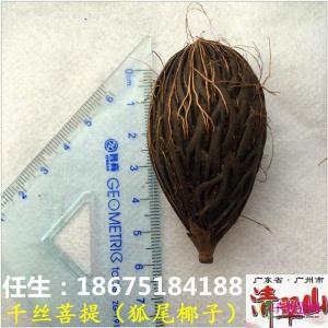 狐尾椰子