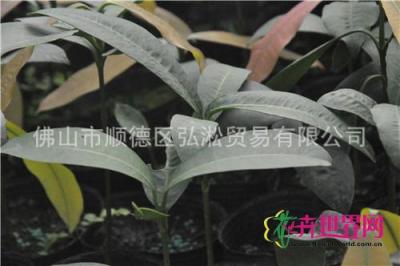 墨西哥山竹