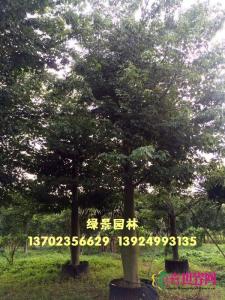 大腹木棉