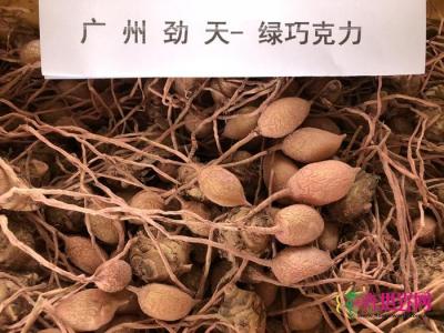 姜荷花