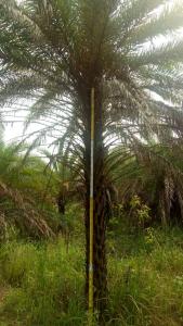 海枣4米杆高地苗