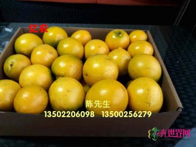 黄晶果