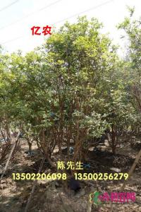 嘉宝果