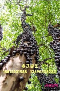 嘉宝果树（单杆）