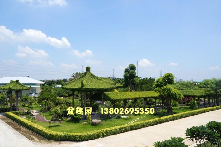 榕树亭绿化景观效果