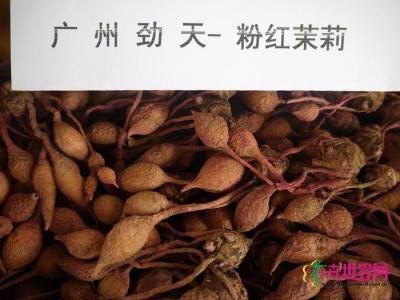 姜荷花