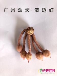 姜荷花