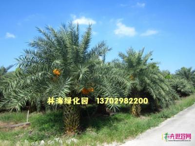 中东海枣