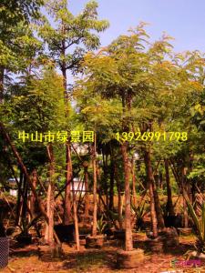 桃花心木