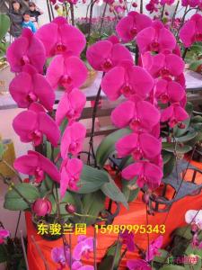 蝴蝶兰