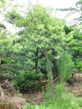 绿化灌木