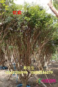 嘉宝果