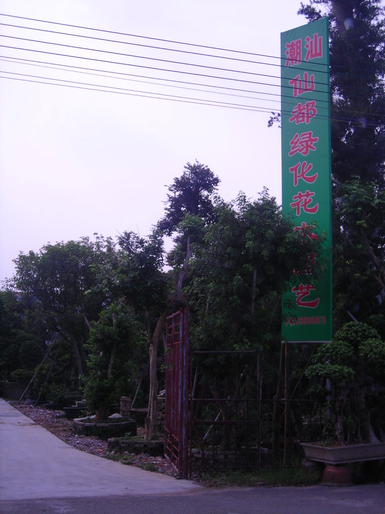 山东宏场银杏 苗木开发基地