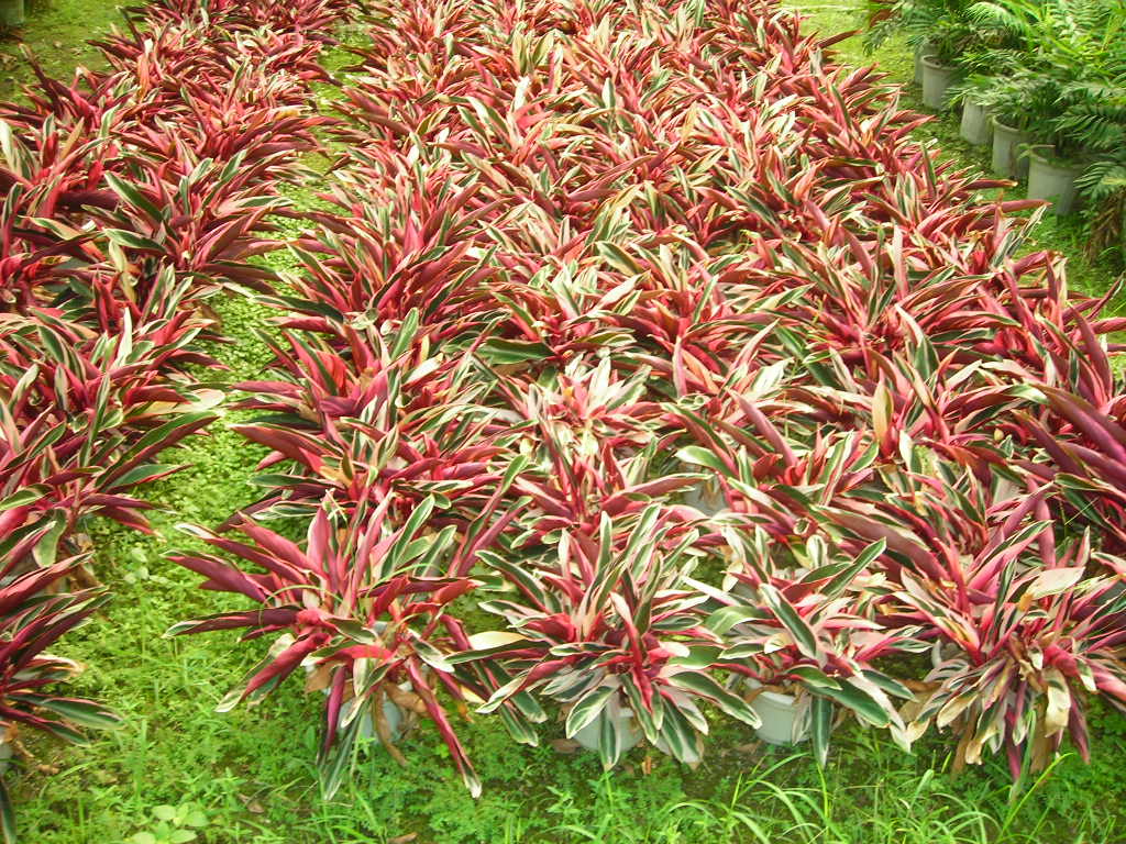 广州惠通花木园艺有限公司