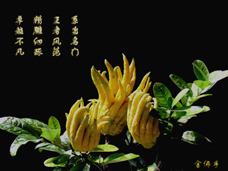 ；漳州市龙文区名誉果苗场