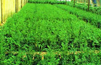 广州星城花卉贸易有限公司