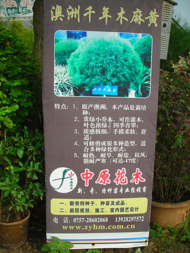 宏波银杏园艺中心