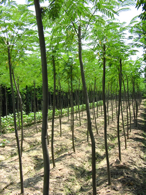 湖南省长沙顺隆园林苗木基地