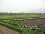 杭州市萧山新街清阳苗场