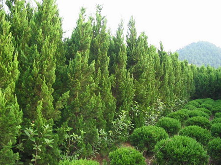山东省郯城县方源银杏种苗培育场