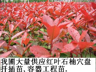 湖南省浏阳市柏加镇日新苗圃