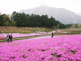 辽宁省沈阳市辽中县宏亚花圃