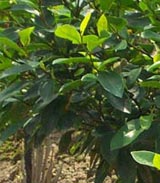 南平建瓯万木林珍稀树种培育基地