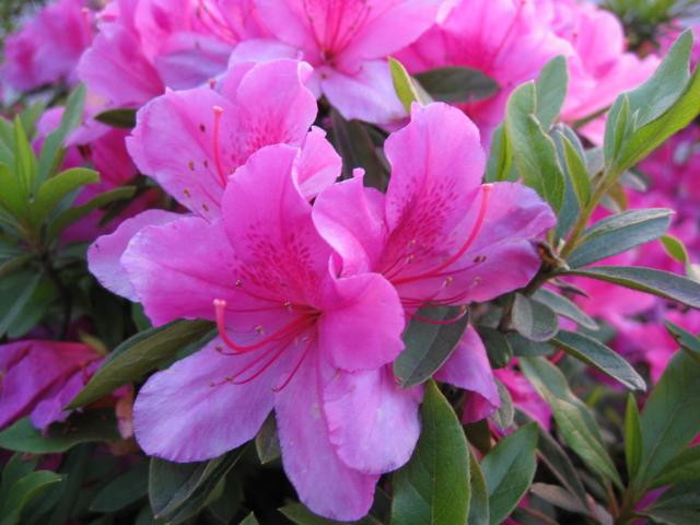 漳平迎福花木苗场