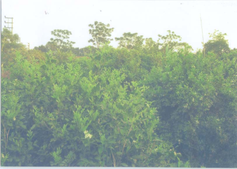 广东九里香花木场