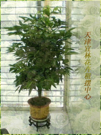 天津宜林花卉租摆中心