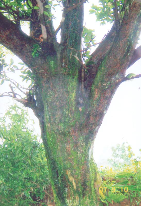 四川成都世纪花艺坊