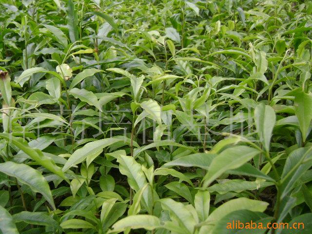 广东省化州市南药培植基地