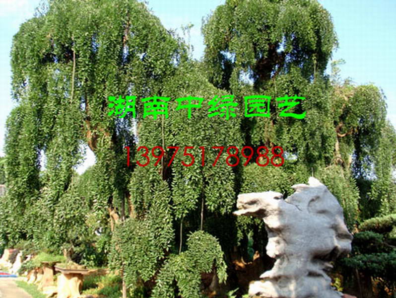 湖南中绿园艺