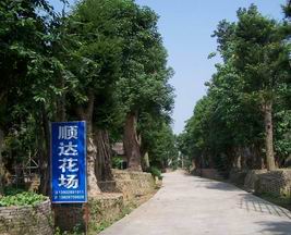 佛山市顺德区陈村镇顺达园艺
