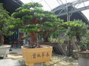 佛山市顺德区陈村镇创新盆景批发园