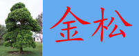 廉江市金松园林公司