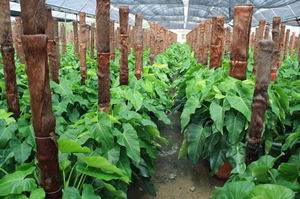 广东省佛山市国宾室内观赏植物园