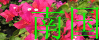 廉江市南国三角梅场
