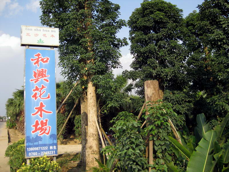 广东省中山市和兴花木场