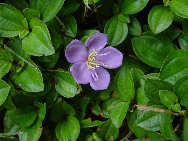 三沙花木