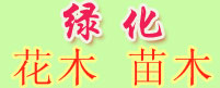 湛江市园绿花木草场