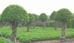 广州新记园艺场