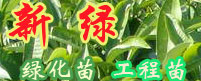 广州市天河区新绿苗圃
