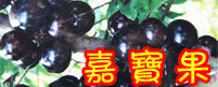 佛山市顺德区陈村镇大圣园艺