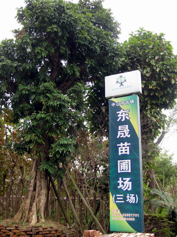 广东省中山市古镇东晟苗圃场